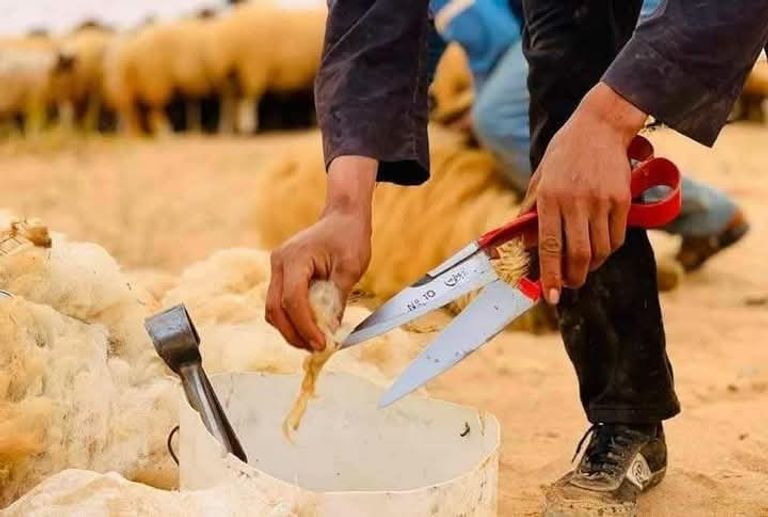موسم عرس الأغنام ينطلق في ليبيا