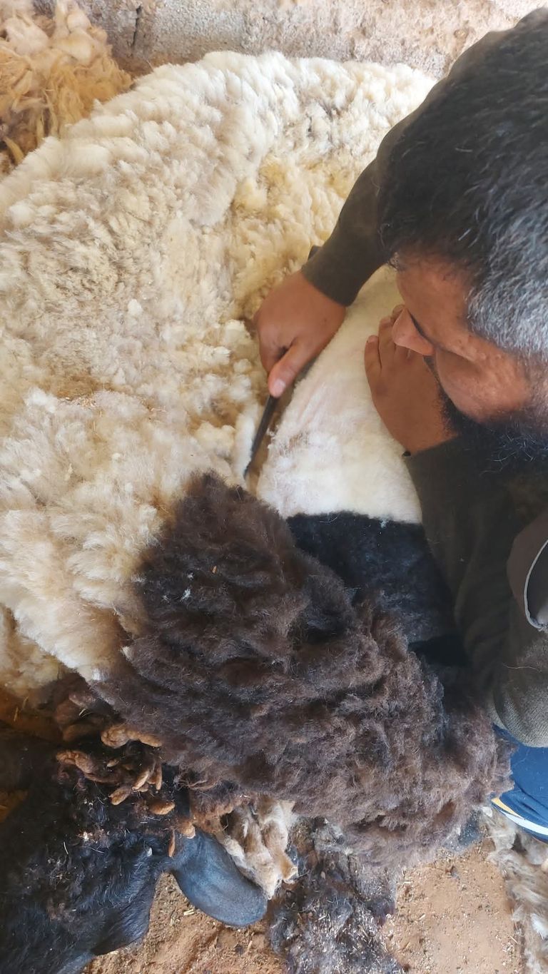 موسم عرس الأغنام ينطلق في ليبيا