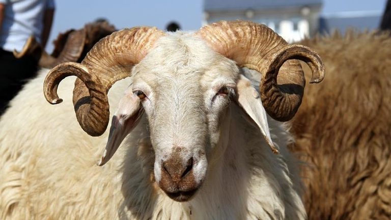 توقيت ذبح الأضحية