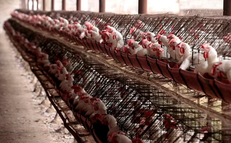 فيروس إنفلونزا الطيور (H5N1) يمر بمرحلة انتشار خطيرة تزيد احتمالات تحوله لجائحة