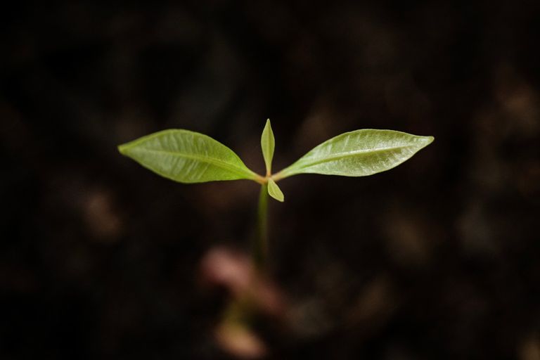 محصول القرنفل - أ ف ب