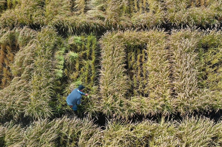 نوع جديد من الأرز لمواجهة النقص في المياه في تشيلي