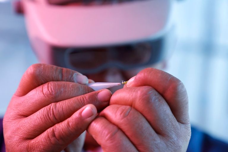 نوع جديد من الأرز لمواجهة النقص في المياه في تشيلي