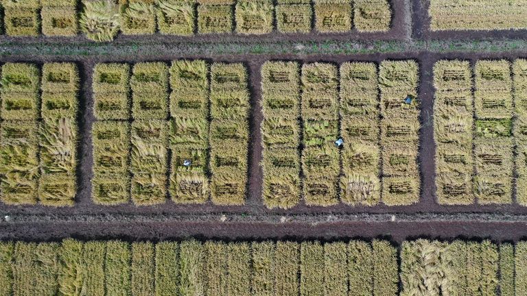 نوع جديد من الأرز لمواجهة النقص في المياه في تشيلي