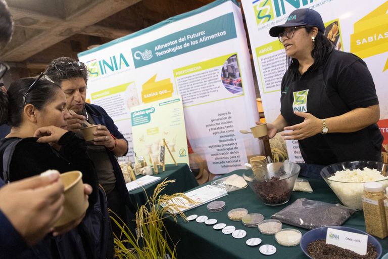 نوع جديد من الأرز لمواجهة النقص في المياه في تشيلي