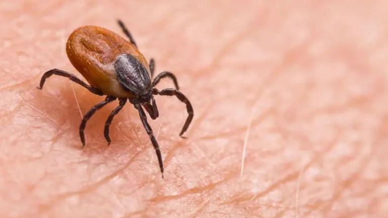 القراد- أرشيفية