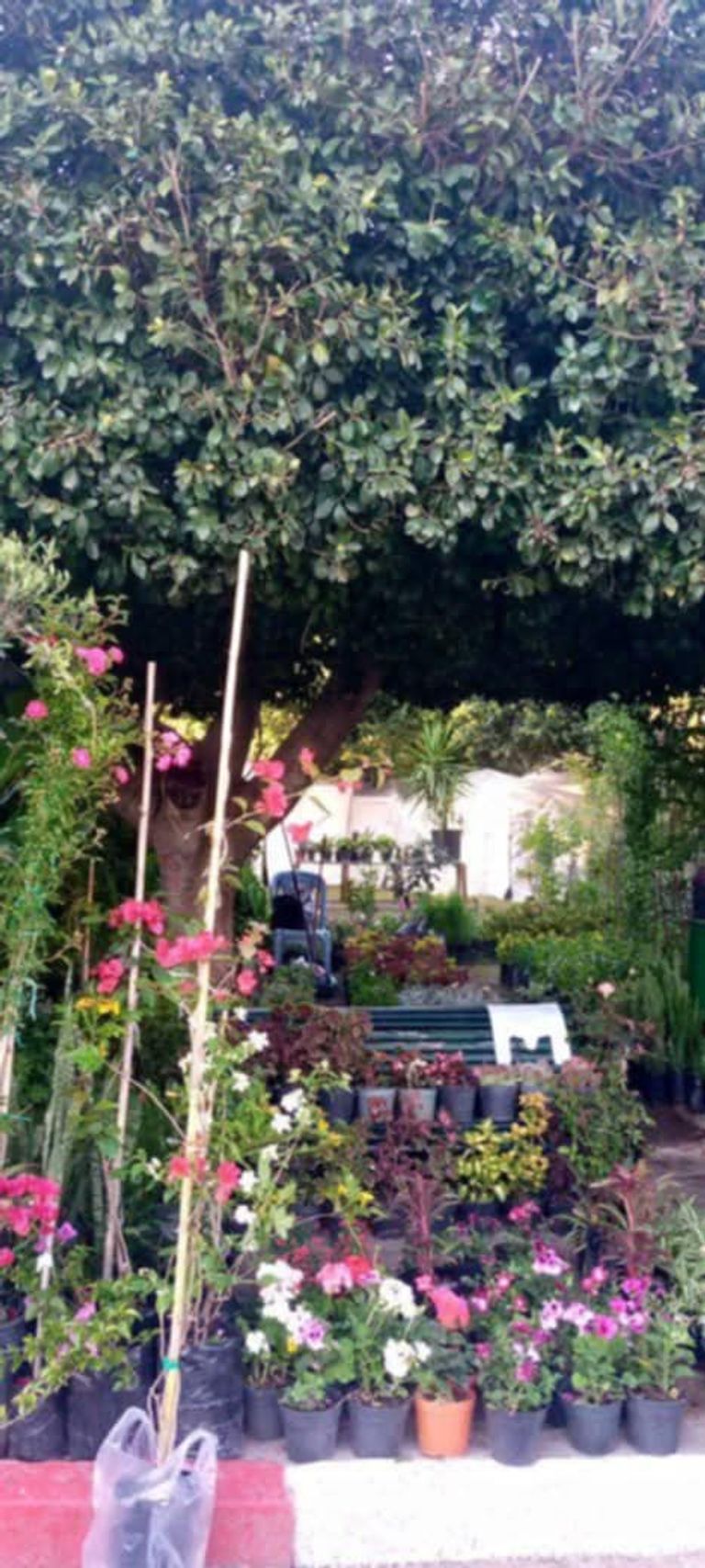 صورة من عيد الورد