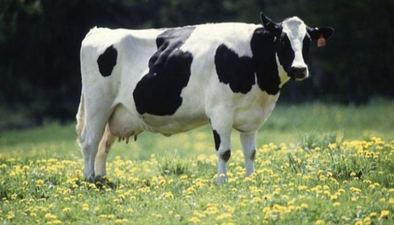 الهرمونات تزيد حجم الأبقاء، لكن تسبب في المقابل تسبب أضرارا صحية