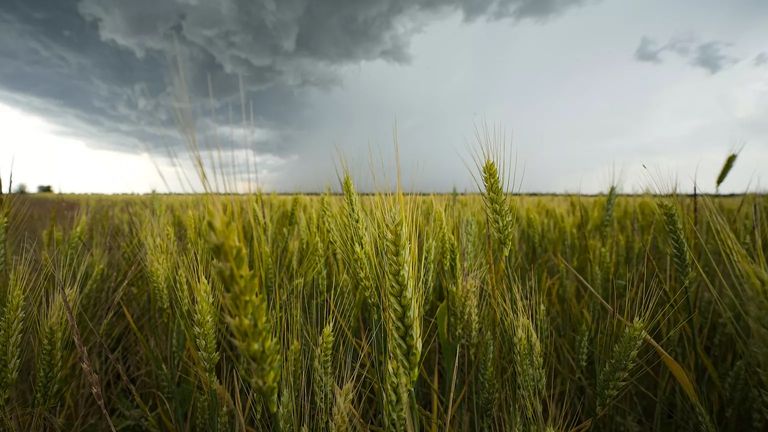 وزير الزراعة التونسي عز الدين بالشيخ