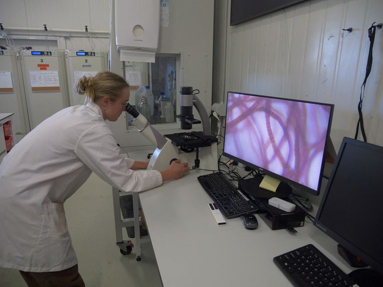 مزرعة في تسمانيا الأسترالية تنتج طحالب تقلل التأثير المناخي للمواشي