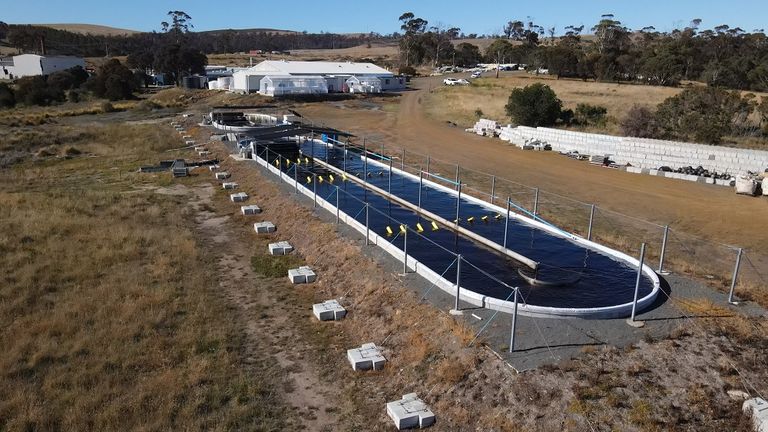 مزرعة في تسمانيا الأسترالية تنتج طحالب تقلل التأثير المناخي للمواشي