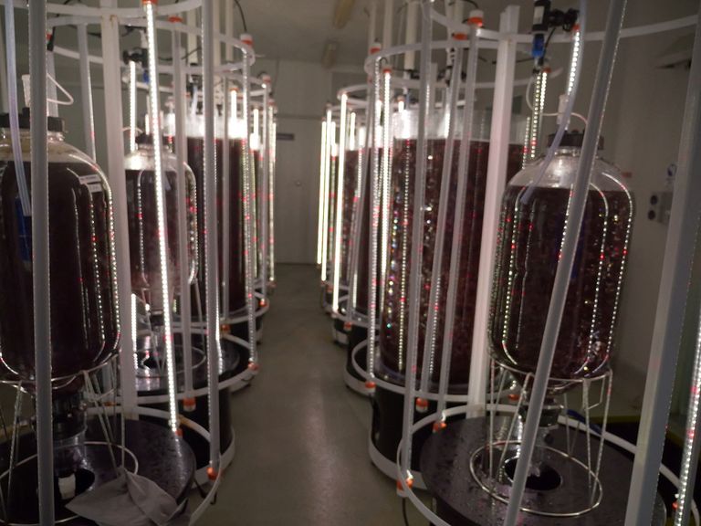 مزرعة في تسمانيا الأسترالية تنتج طحالب تقلل التأثير المناخي للمواشي