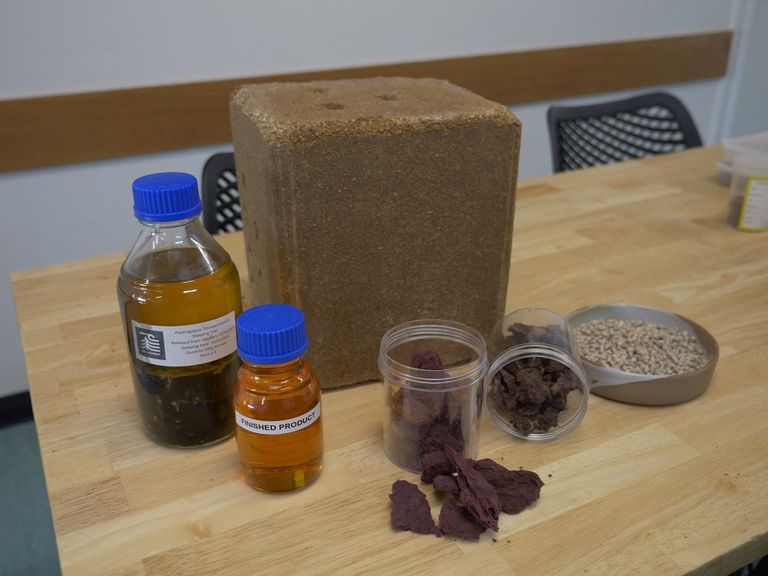 مزرعة في تسمانيا الأسترالية تنتج طحالب تقلل التأثير المناخي للمواشي