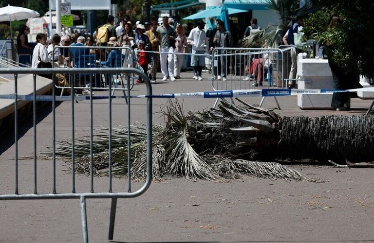مهرجان كان يتحول لكابوس.. سقوط نخلة يصيب ضيفًا (صور)