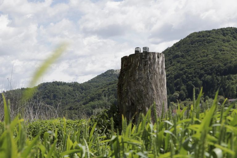 ميلانيا ترامب في البيت الأبيض