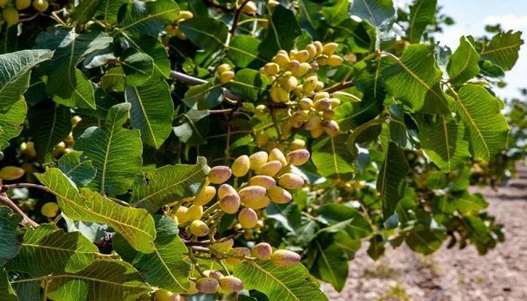 زراعة الفستق في تونس