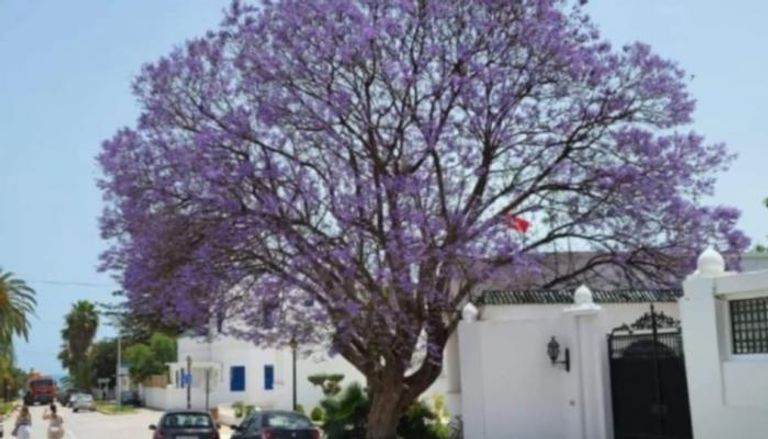 شجرة "الجاكرندا" في العاصمة التونسية