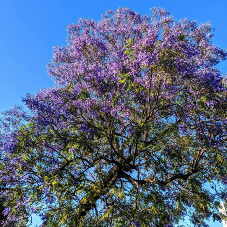 شجرة "الجاكرندا" في العاصمة التونسية