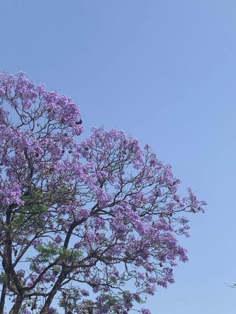شجرة "الجاكرندا" في العاصمة التونسية