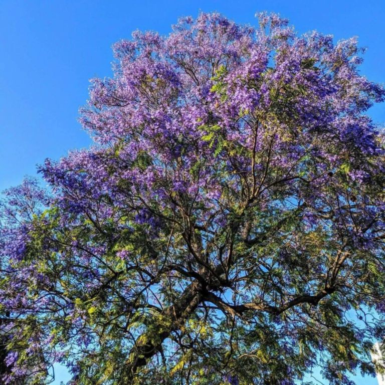 شجرة "الجاكرندا" في العاصمة التونسية