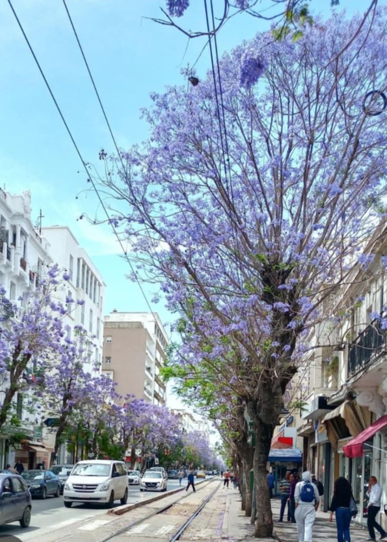 شجرة "الجاكرندا" في العاصمة التونسية