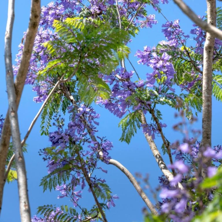 شجرة "الجاكرندا" في العاصمة التونسية