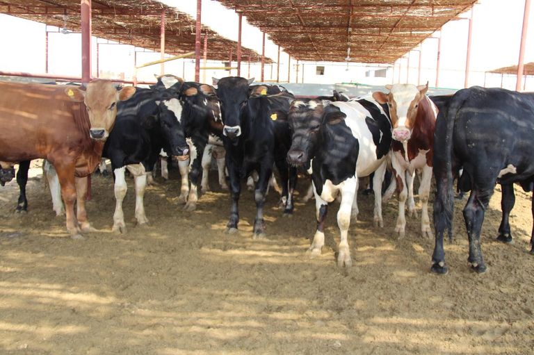 أسعار الأضاحي في الأسواق المصرية 2025