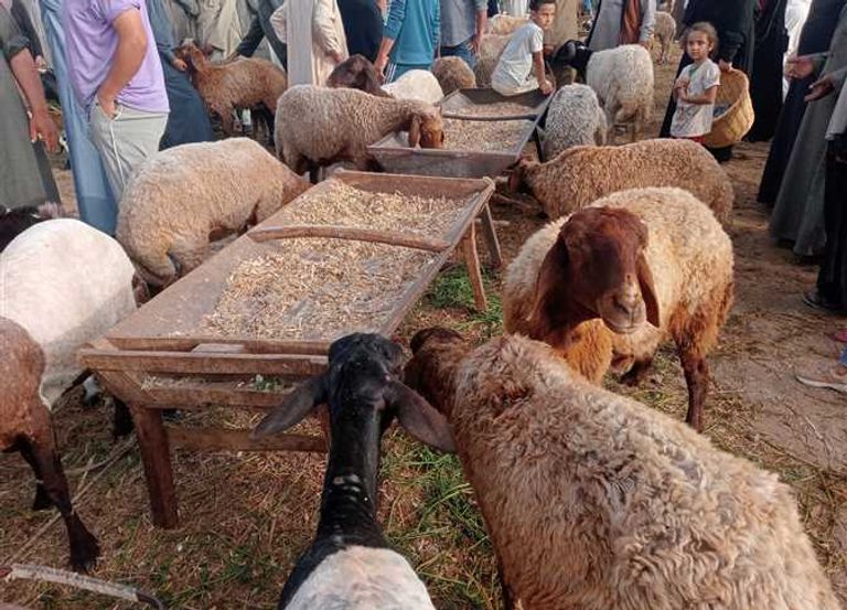 أفضل الأماكن والأسواق لشراء الأضاحي في مصر