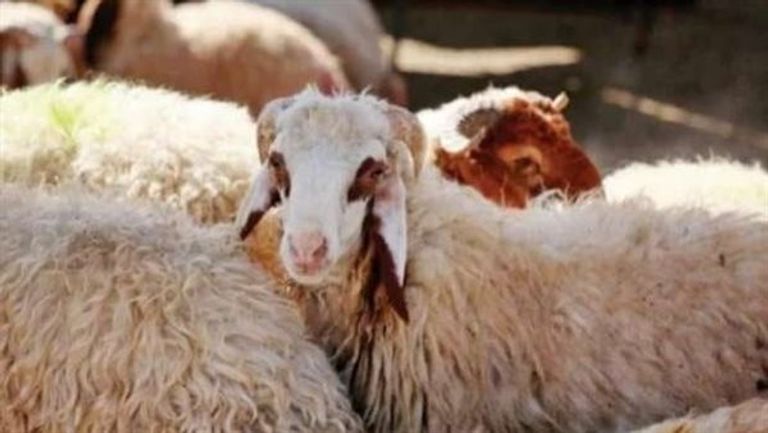 العوامل التي تؤثر على أسعار الأضاحي في مصر