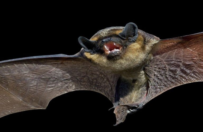 الخفافيش تُعد حاضناً طبيعياً للعديد من الفيروسات