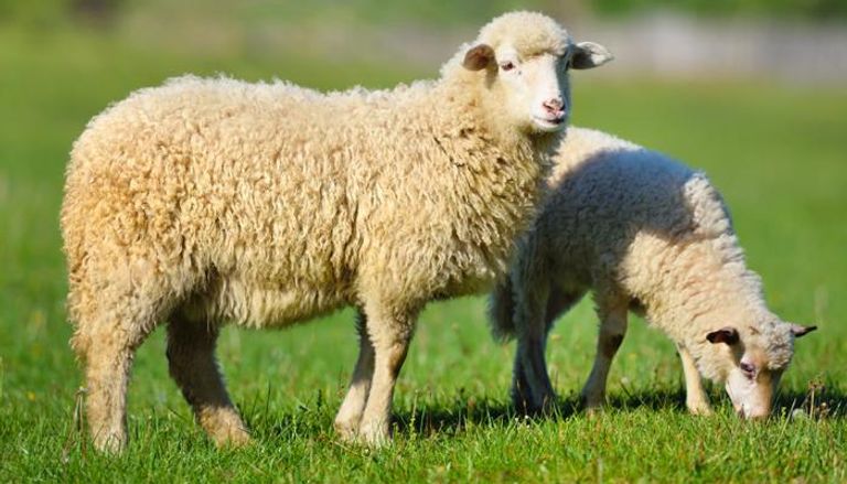 اختيار الأضحية المثالية في عيد الأضحى