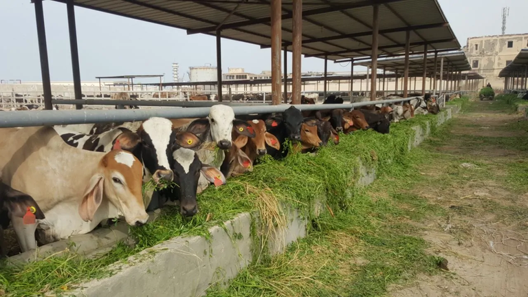 شروط الأضحية