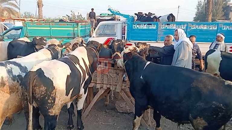 أحدث أسعار كيلو العجل القائم في الأسواق المصرية