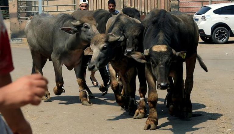 غرامات ذبح الأضاحي في شوارع مصر