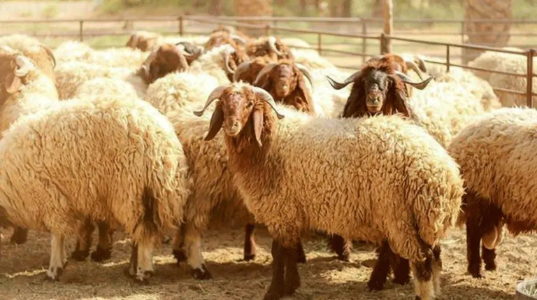 كم وصل سعر كيلو الخروف القائم في عيد الأضحى 2025؟