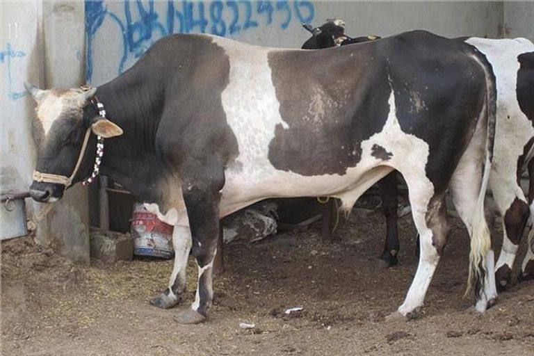 الأضاحي من الماشية