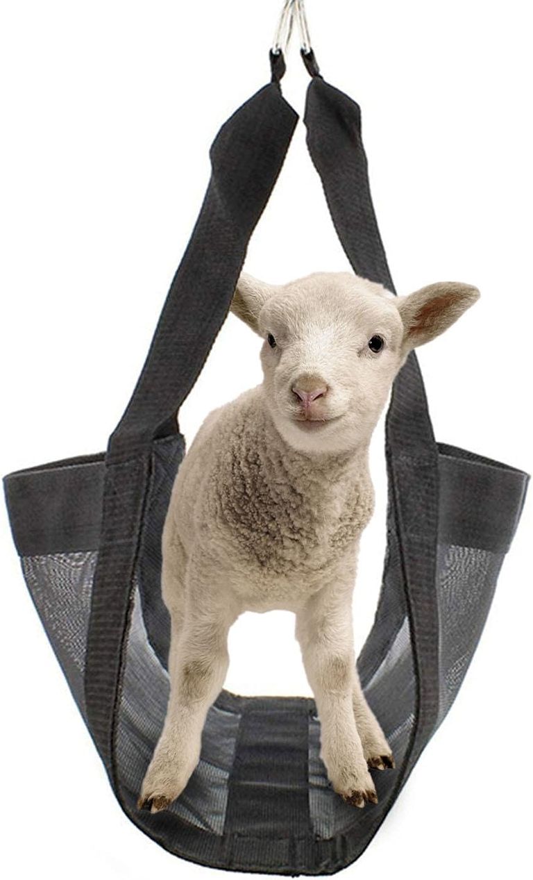 الأضاحي من الماشية