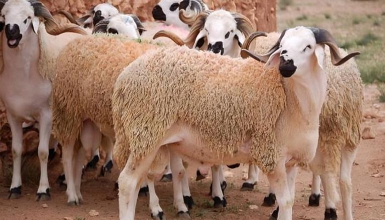 حكم من ماتت أضحيته أو سُرقت