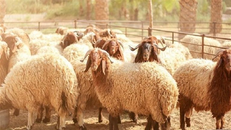 فضل الأضحية