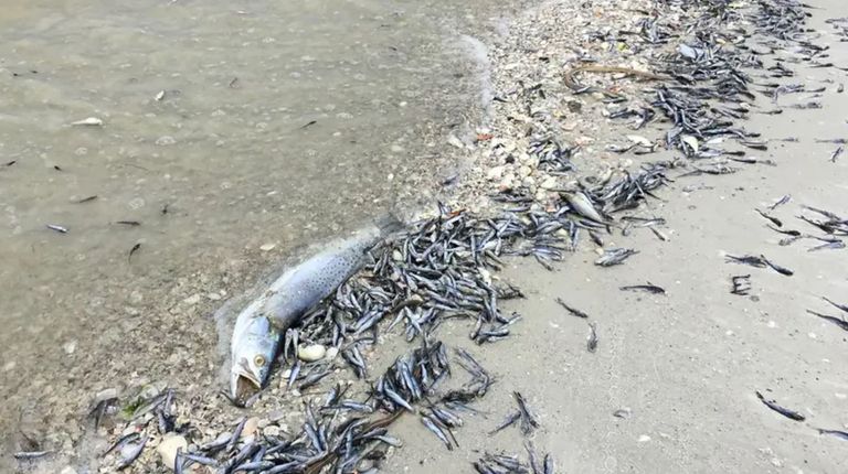 نفوق الأسماك الجماعي في العراق