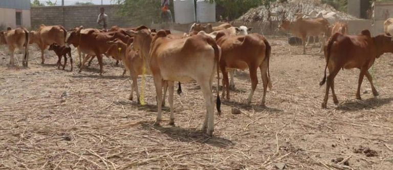 شراء ملابس العيد في اليمن أصبح حلما بعيد المنال