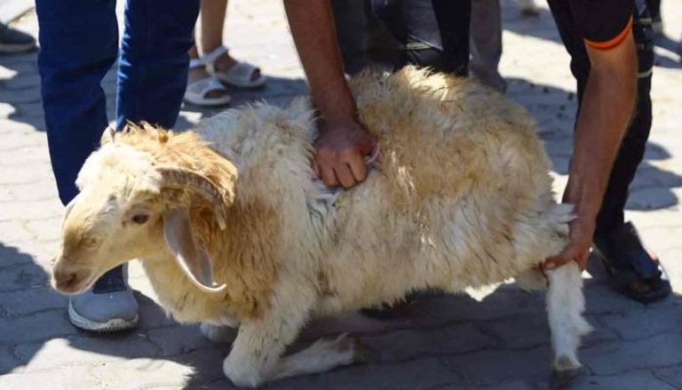 أضاحي العيد في تونس