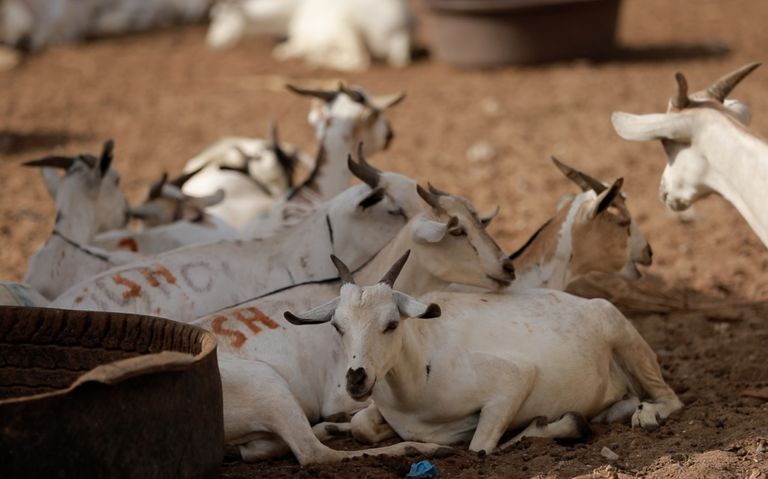 الإمارات تشارك اليمنيين فرحة العيد