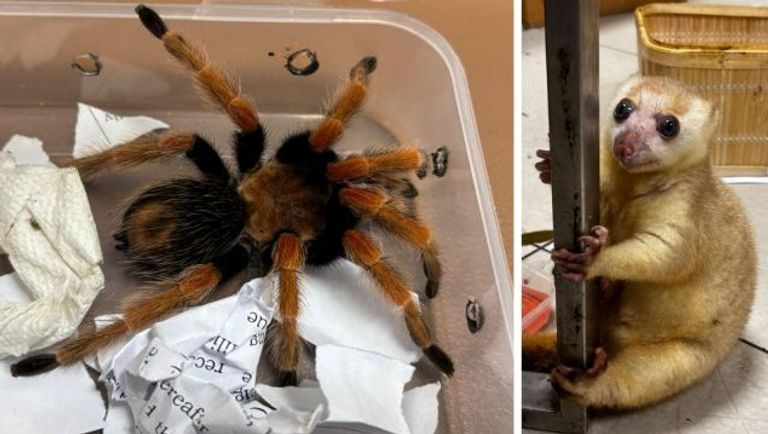 بعض الحيوانات المهربة