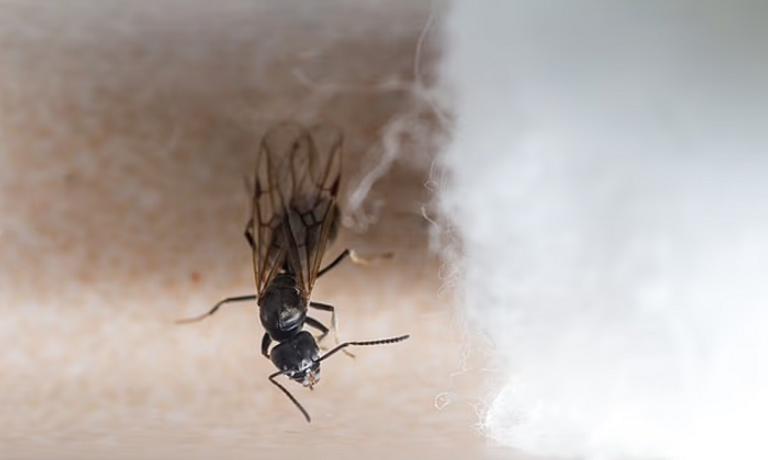 النمل الغازي المعروف باسم " تابينوما ماغنوم" 