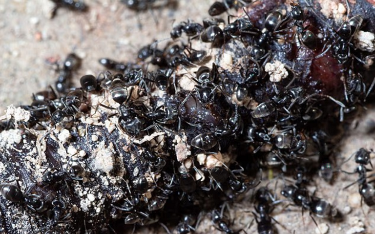 النمل الغازي المعروف باسم " تابينوما ماغنوم" 