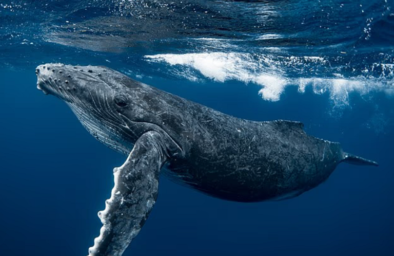 حيتان الأرض تُلهم البحث عن حياة ذكية خارج الكوكب