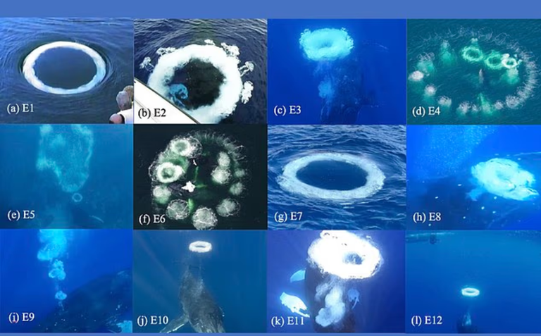 حيتان الأرض تُلهم البحث عن حياة ذكية خارج الكوكب