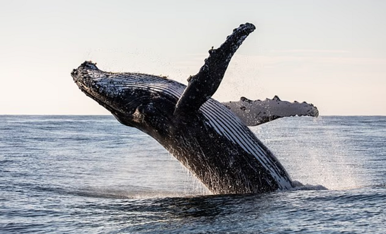 حيتان الأرض تُلهم البحث عن حياة ذكية خارج الكوكب