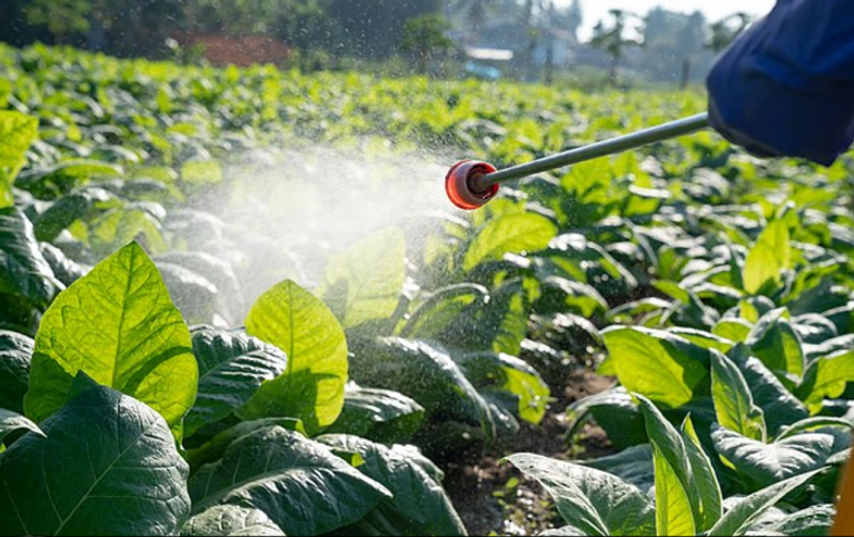 التوت الأسود داخل قائمة الفاكهة الأكثر تلوثا بالمبيدات